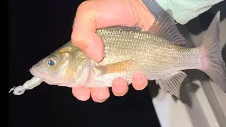 Jigging Up JUMBO White Perch