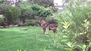 Pogo after bathee - German Shepherd Chow Mix Dog