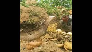 Snake and Hen Fight Part:- 2