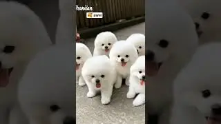 so cute dogy 😍😍😍😍😍😍 #shortsfeed #new #2025trending #newvideo #viralvideo