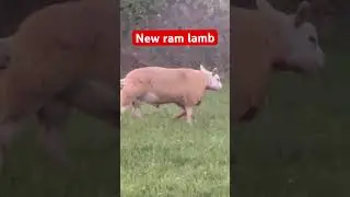 We got a new texel ram lamb there a good price this year.