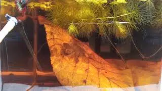 Ikan Cupang Betta Fancy Copper FCCP White Scale WS Original line Mr. Hothanh Import Vietnam Istimewa