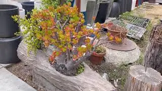 Beautiful Garden by Farmer Market June 2021