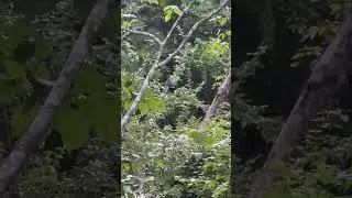 RARE SIGHTING: Largest Woodpecker in North America Caught on Camera! 🔴🦜
