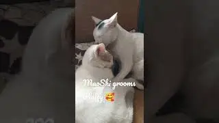 CuteCatClips ❤️ MaoShi&Fluffy🥰
