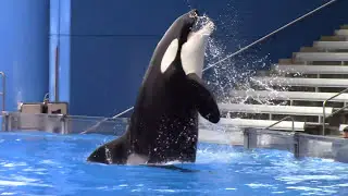 Trua Training Session at SeaWorld Orlando (5/21/17)