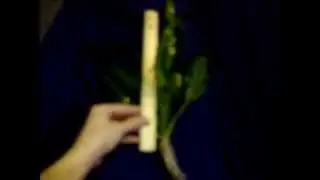 Massive Amazon Sword (E. bleheri) - Why Roots are Important