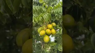 Одна из сливовых деревьев июньской сливы мамы Джуди ДО и ПОСЛЕ! #июньскаяслива #экзотическийфрукт...