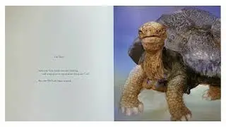 old turtle for papachee