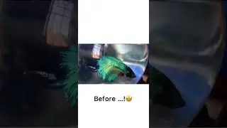 Betta fish 🐠biting its own fins🌊 #bettafish #bettataildamage  #fishcare  #bettacommunity #shorts