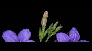 Fleur Ruellia caroliniensis   JLB