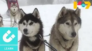 Husky Facts | Get Clever | KidsOn7 Learn