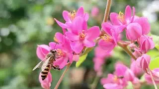 Flowers | 79 | Antigonon leptopus | flowers world