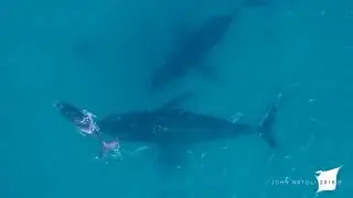Drone video of humpback family right in front of Sea Change Eco Retreat