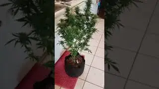 Aquamans Garden; Hindu kush harvest!