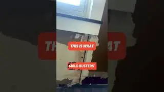 Window Leak Mold Growth - FREE virtual inspection