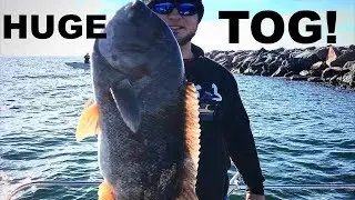 BIG TAUTOG off the Wall!