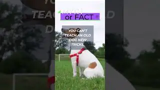 Old dogs need love too. #myths and #facts