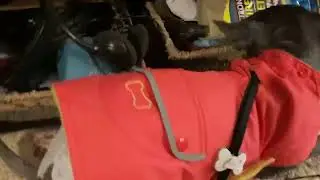 Post-Surgery Update on Paige [STORY BELOW]