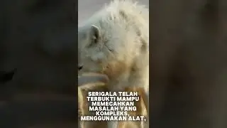#serigala #FaktaHewan #HewanLiar #EdukasiHewan #YoutubeShort