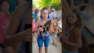 Evergrades Alligator Farm #everglades #havefun #wildlife #alligator #farm #rescue #florida