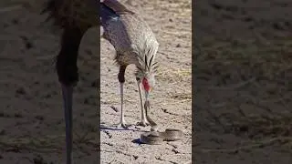 secretary bird vs snake #birds #wildlife #animals #facts #trending #shorts #snake #fight #yt #viral