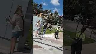 Classic Estes Park #youtubeshorts #shorts #elk #wildlife #rockymountains ￼
