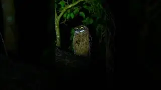 ullu eyes #wildlife #short #birds #india #viral #ullu #youtubeshorts #insta #whatsappstatus