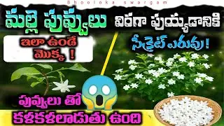 ఇలా చేస్తే మీ మల్లె తోట పూలతో కళకళలాడుతుంది! | Secret Fertilizer to Jasmine plant for More Flowers