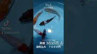 福井県越前町港⚓️町の小さな鯉屋さん。