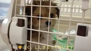 【お迎え】チワマル♂がうちにやってきた🦁