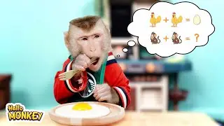 Monkey Bobo Know How To Cook Fried Eggs