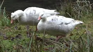 Tufted Roman Geese, Konsdreffer Millen, Consdorf, Luxembourg