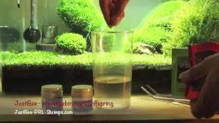 JustBee-PRL-Shrimps-Feeding-Tip incl. Mixing of products