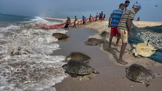 🐢Sea Turtle&rsquo;s Rescue Mission Success👍| Lot Of Fish Caught 💢Dhanushkodi Biggest Fish Catching in Sea🌊