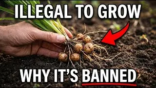 The Superfood They Turned Into a Weed: Why Is It Illegal to Grow This?