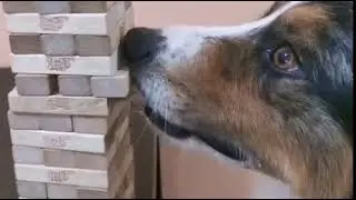 Dog Plays Jenga