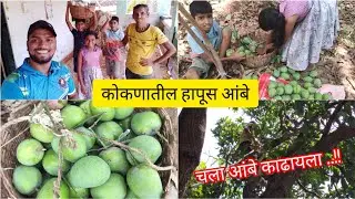 रानात गेलो आंबे काढायला | कोकणातील उंच झाडावरून आंबे काढण्याची पद्धत | कोकण | मंडणगड | Mango | Kokan