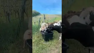 Ni refrescarse le dejan
