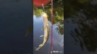 #2 River Walkin and Whopper Ploppin last hot day of fall #fish #fishing
