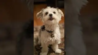 I love you always forever #shorts #pets #dog #singing #iloveyou