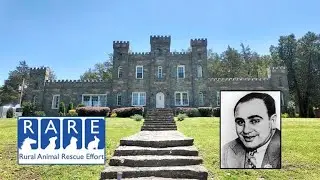 Al Capone - A Tennessee Castle & Rescue Dogs!