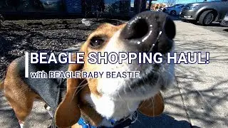 Beagle Shopping Haul!