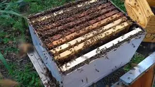 Colocação de Sobreninho em Manejo Avançado