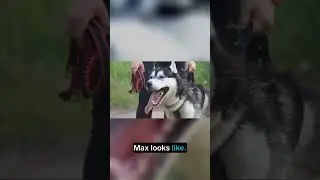 The Unforgettable Charm of Huskies: Why You Should Get One