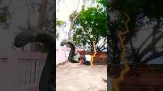 har har shambhu Shiva Mahadeva ❤️🙏💓🙏💓 bholenath ji ❤️🙏💓 #youtubeshorts #shortvideo #billi