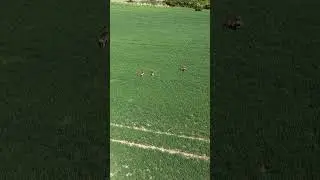Wild England do you see it #wildlife