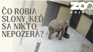 Čo robia slony, keď sa nikto nepozerá?