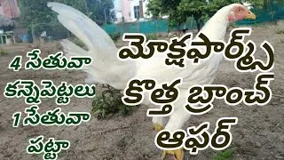 మోక్షఫార్మ్స్ కొత్త బ్రాంచ్ ఆఫర్ #73867 68968  #91773 04655 #mokshafarms