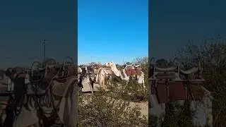 Quartzsite Camels | FUN in the Desert as a Nomad #quartzsite #camel #travel #solofemalevanlife #fun